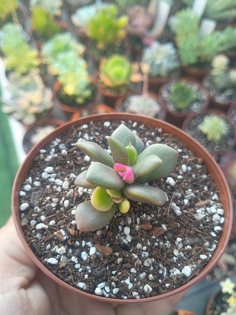 Anacampseros variegado 