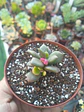 Anacampseros variegado  - Miniatura 1