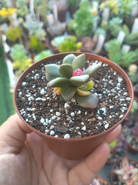 Anacampseros variegado 