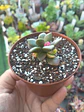 Anacampseros variegado  - Miniatura 2