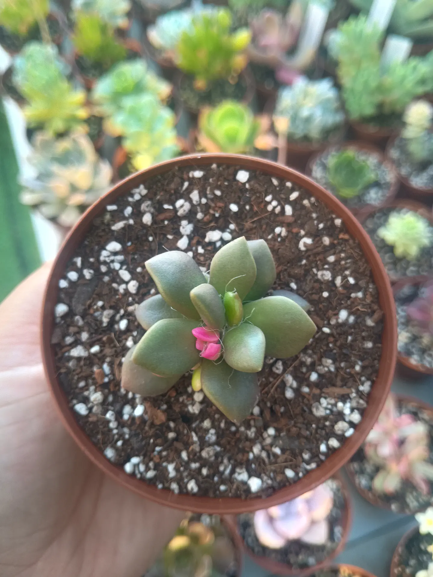 Anacampseros variegado  3