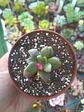 Anacampseros variegado  - Miniatura 3