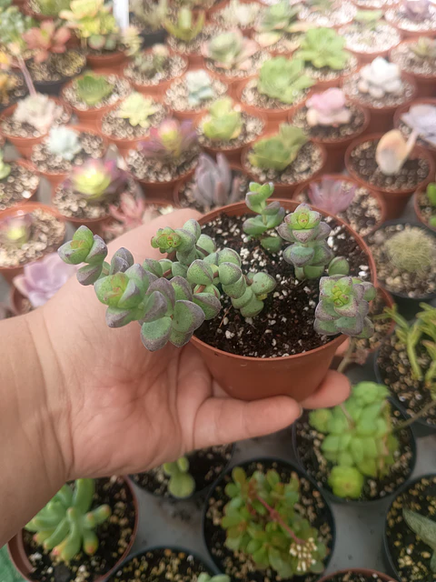 Crassula Brevifolia 