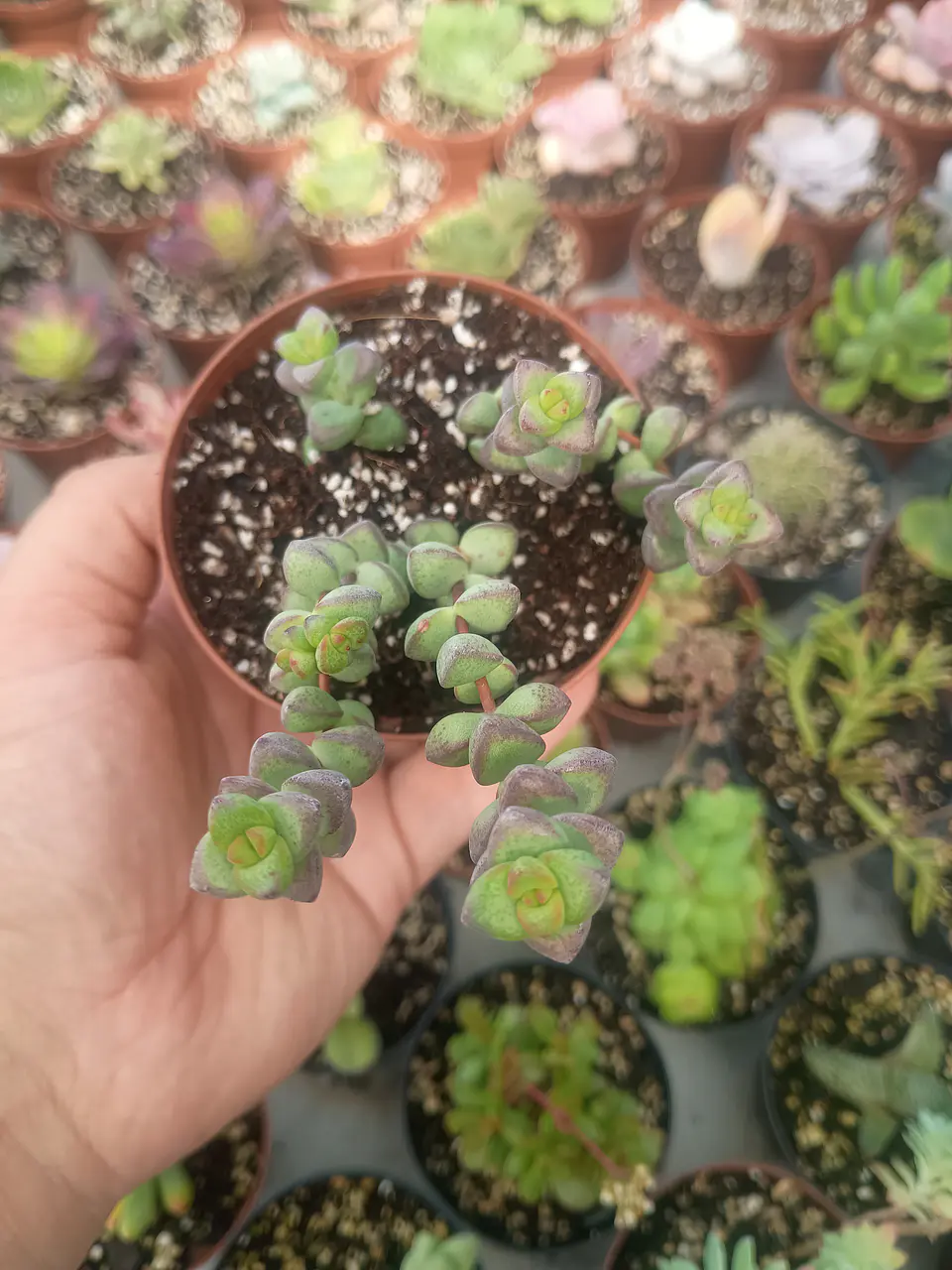 Crassula Brevifolia  1