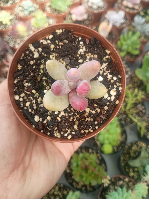 Pachysedum gonzou variegado mini