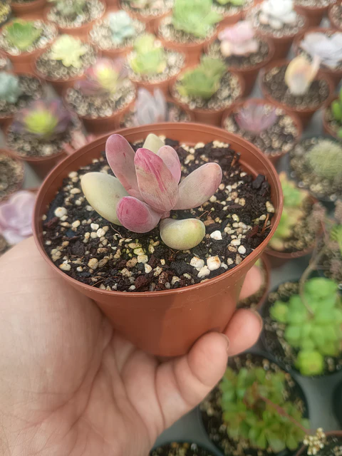 Pachysedum gonzou variegado mini