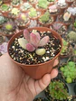Pachysedum gonzou variegado mini - Miniatura 2