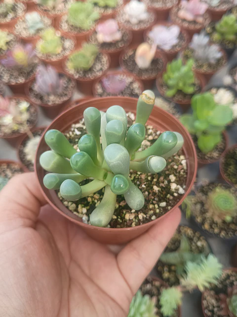 Fenestraria rophalophylla 
