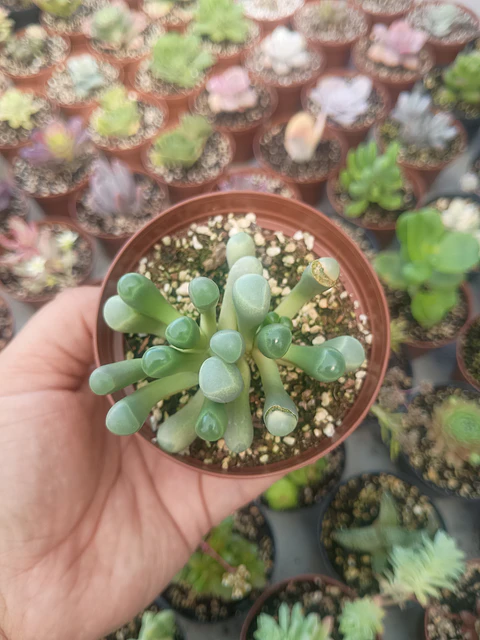 Fenestraria rophalophylla 