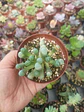 Fenestraria rophalophylla  - Miniatura 2