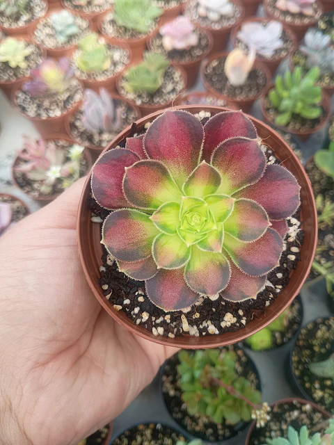 Aeonium pink witch yellow middle 