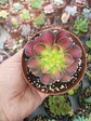 Aeonium pink witch yellow middle  - Miniatura 1