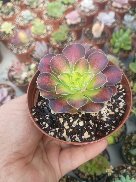 Aeonium pink witch yellow middle 
