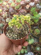 Aeonium  Aychrison variegado - Miniatura 1
