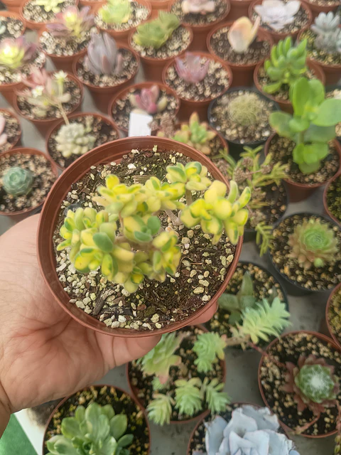 Aeonium  Aychrison variegado