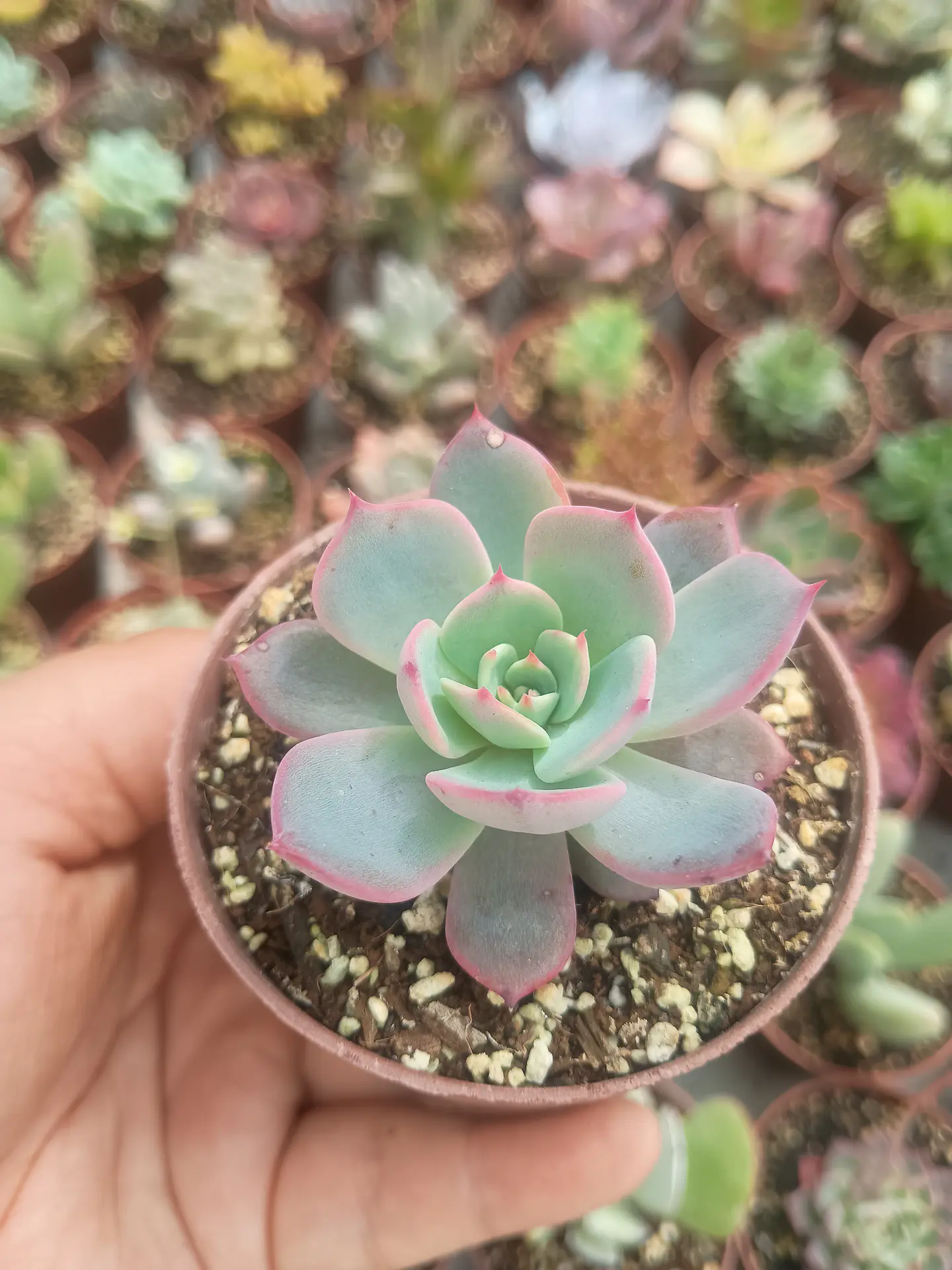 Echeveria azulita 3