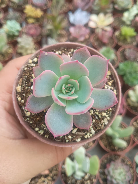 Echeveria azulita