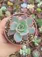 Echeveria azulita - Miniatura 1