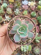 Echeveria azulita - Miniatura 2
