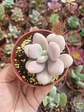 Graptopetalum amethistinum  - Miniatura 1