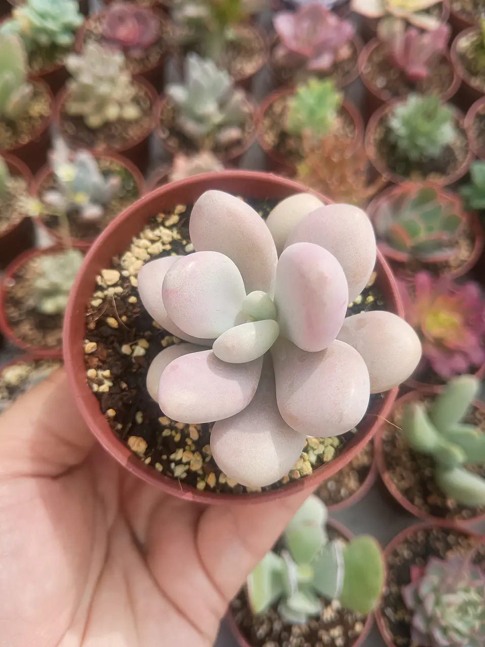 Graptopetalum amethistinum  1