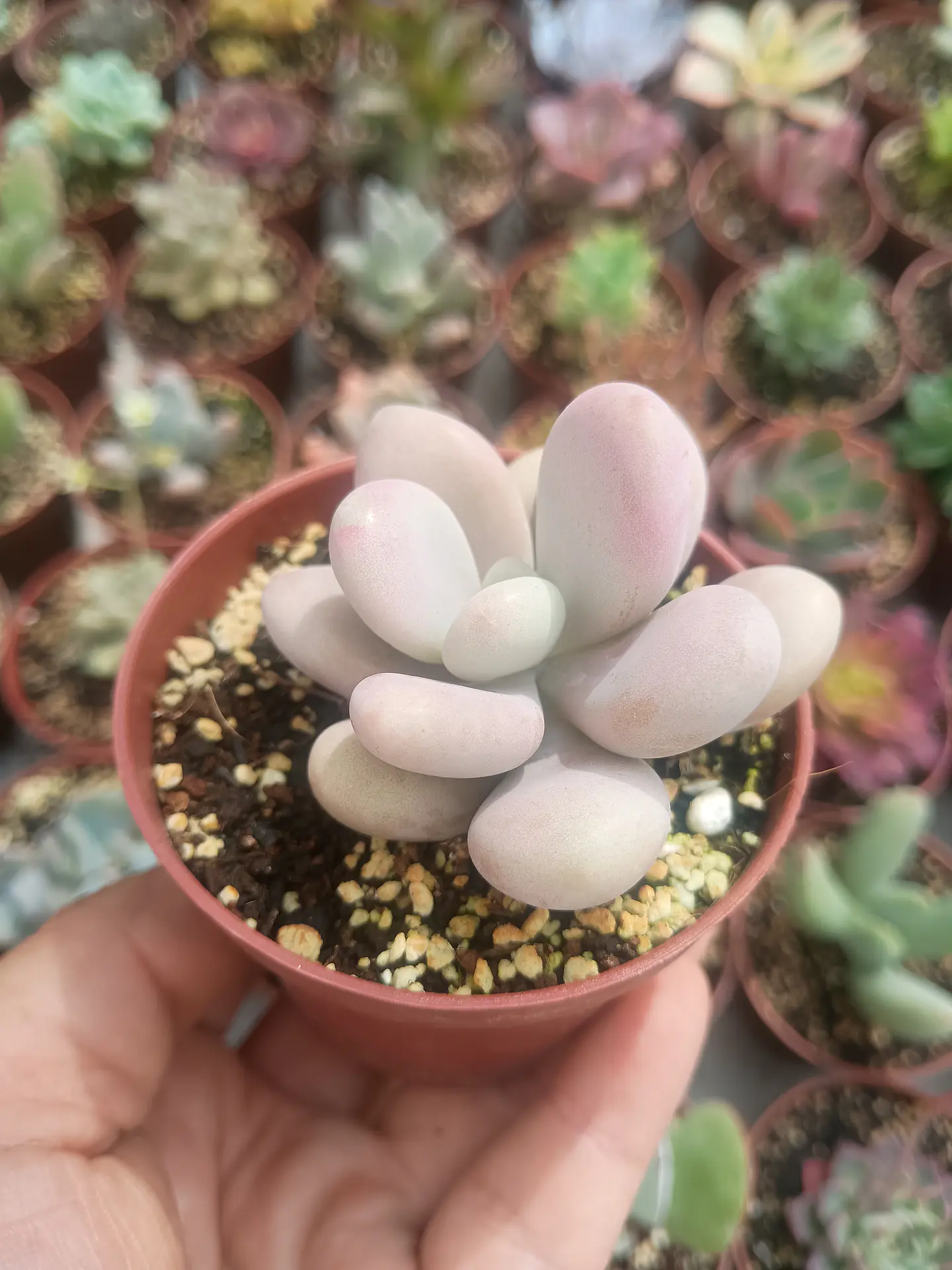 Graptopetalum amethistinum  2