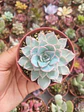 Echevería subsessilis  - Miniatura 1