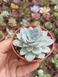 Echevería subsessilis  - Miniatura 2
