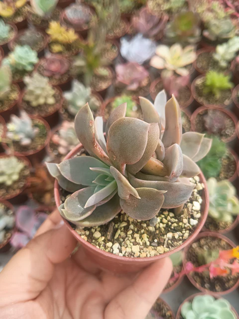 Echeveria jujensis