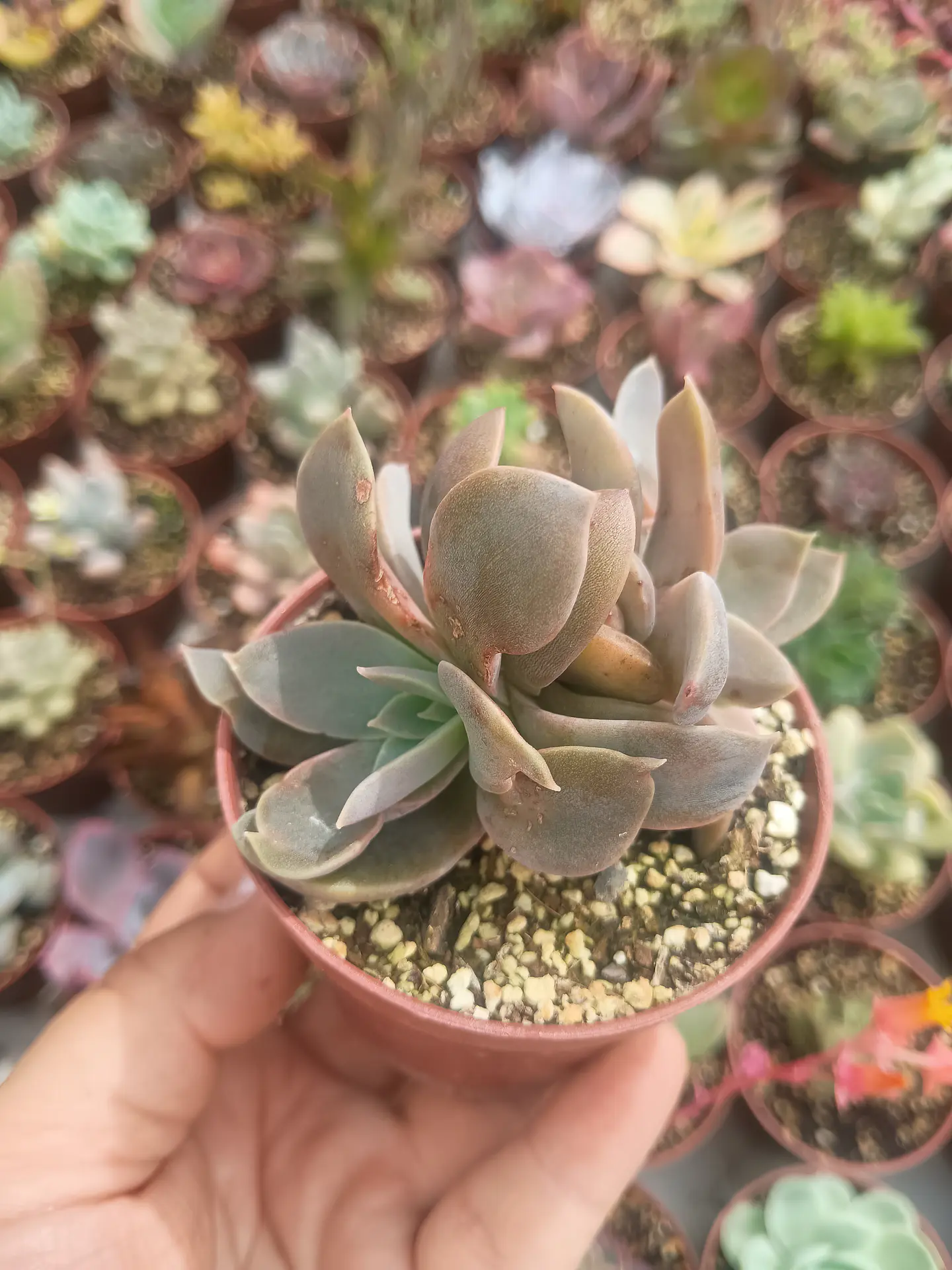 Echeveria jujensis 1