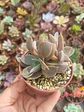 Echeveria jujensis - Miniatura 1