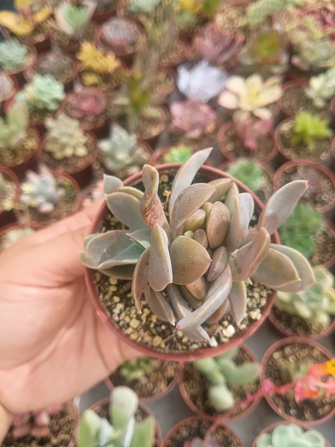 Echeveria jujensis