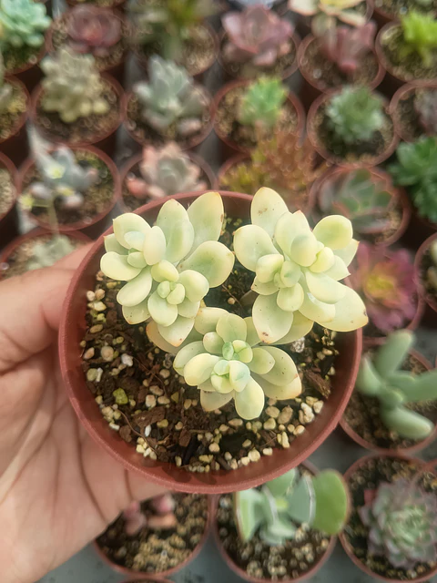 Echeveria Sedioides 
