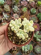 Echeveria Sedioides  - Miniatura 2