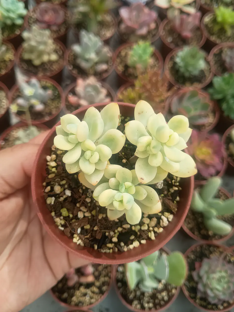 Echeveria Sedioides  2