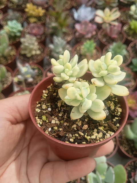 Echeveria Sedioides 