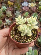 Echeveria Sedioides  - Miniatura 1