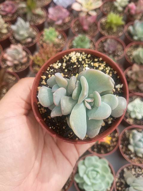 Echeveria cubic frost 