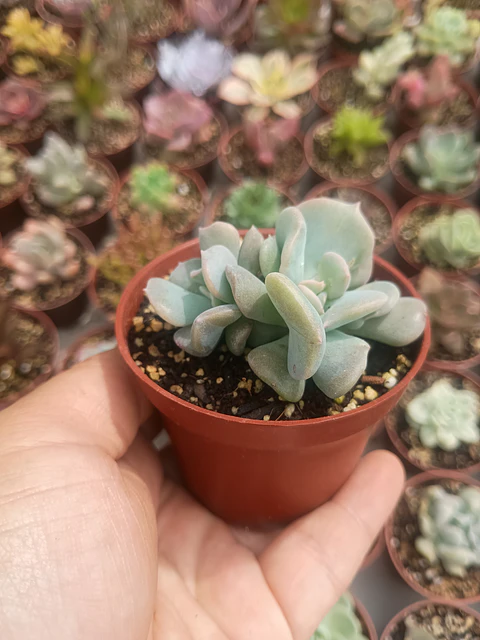 Echeveria cubic frost 