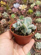 Echeveria cubic frost  - Miniatura 2