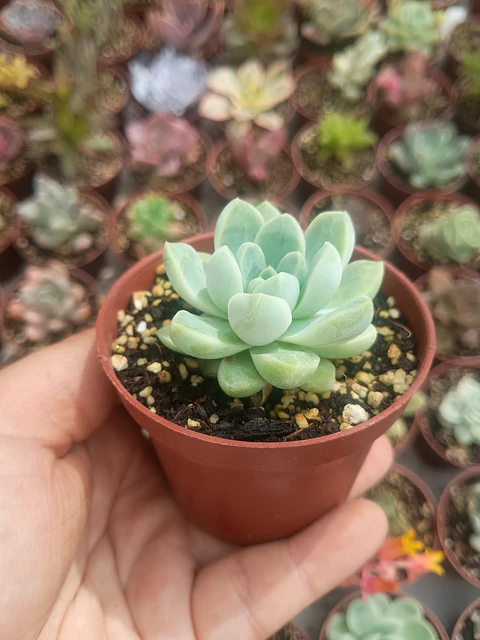 Echeveria Albida
