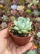 Echeveria Albida - Miniatura 2