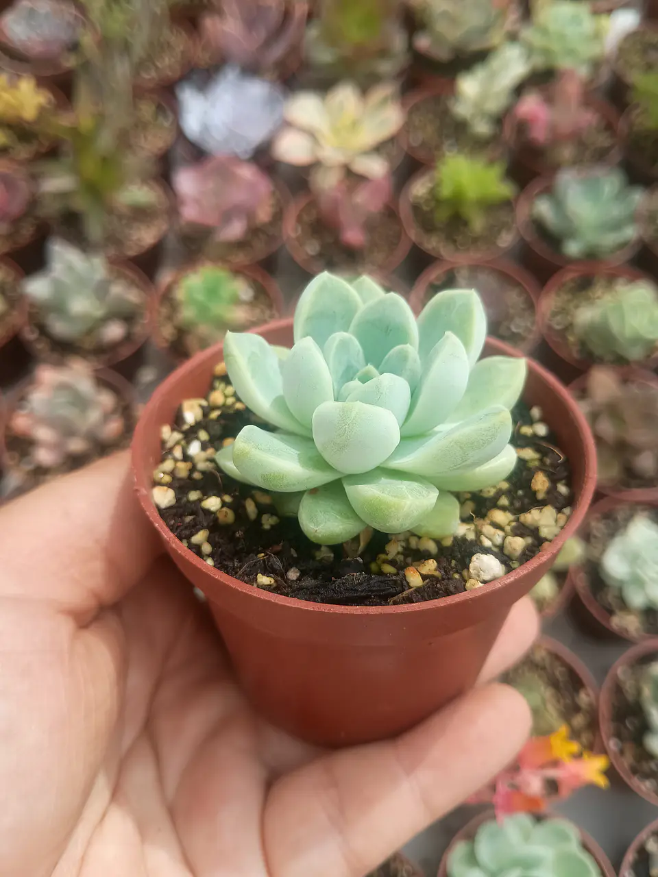 Echeveria Albida 2