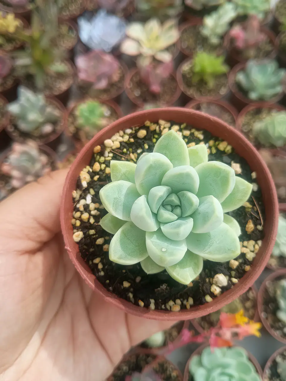 Echeveria Albida 1