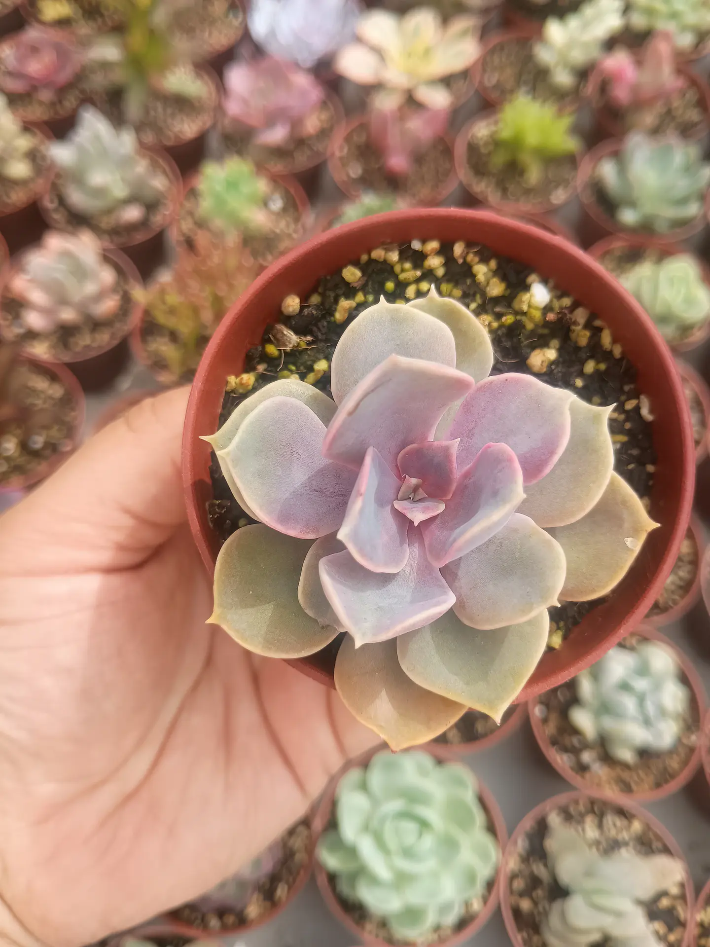 Echeveria Perle Von numberg  1