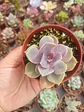 Echeveria Perle Von numberg  - Miniatura 1