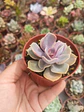 Echeveria Perle Von numberg  - Miniatura 2