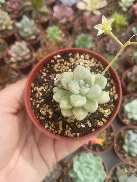 Graptopetalum mendozae