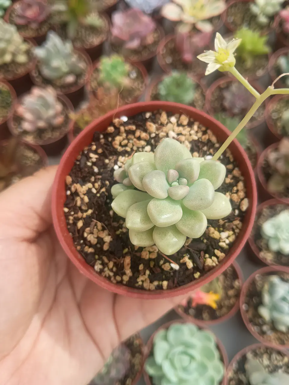 Graptopetalum mendozae 1