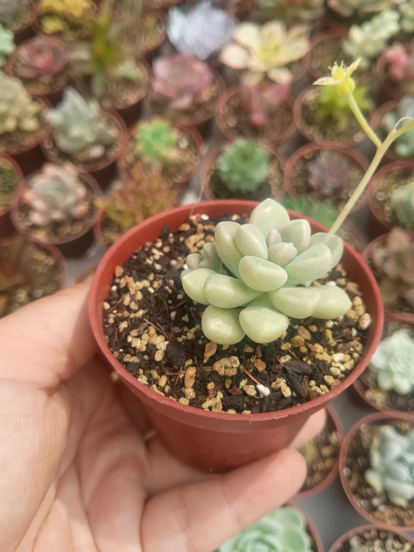 Graptopetalum mendozae 2